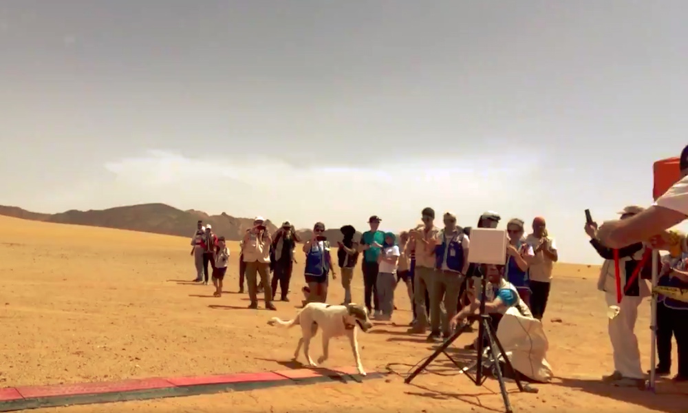Koira juoksi yli 200 km maratonin Saharan aavikolla, eikä koiran omistajalla ollut mitään tietoa asiasta.